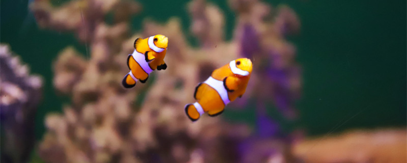 小型观赏鱼种类 小型观赏鱼种类有什么