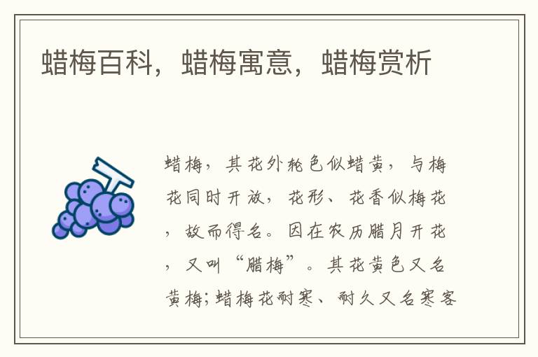 蜡梅百科,蜡梅寓意,蜡梅赏析